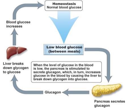 17a 83 Gland Hormones Glucagon Raises blood glucose (BG) levels Stimulates breakdown of glycogen to glucose Stimulates formation of glucose from lactic