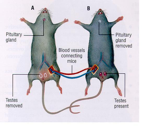 WITH a pituitary gland, and pituitary hormones in the tes8cularly intact rat were
