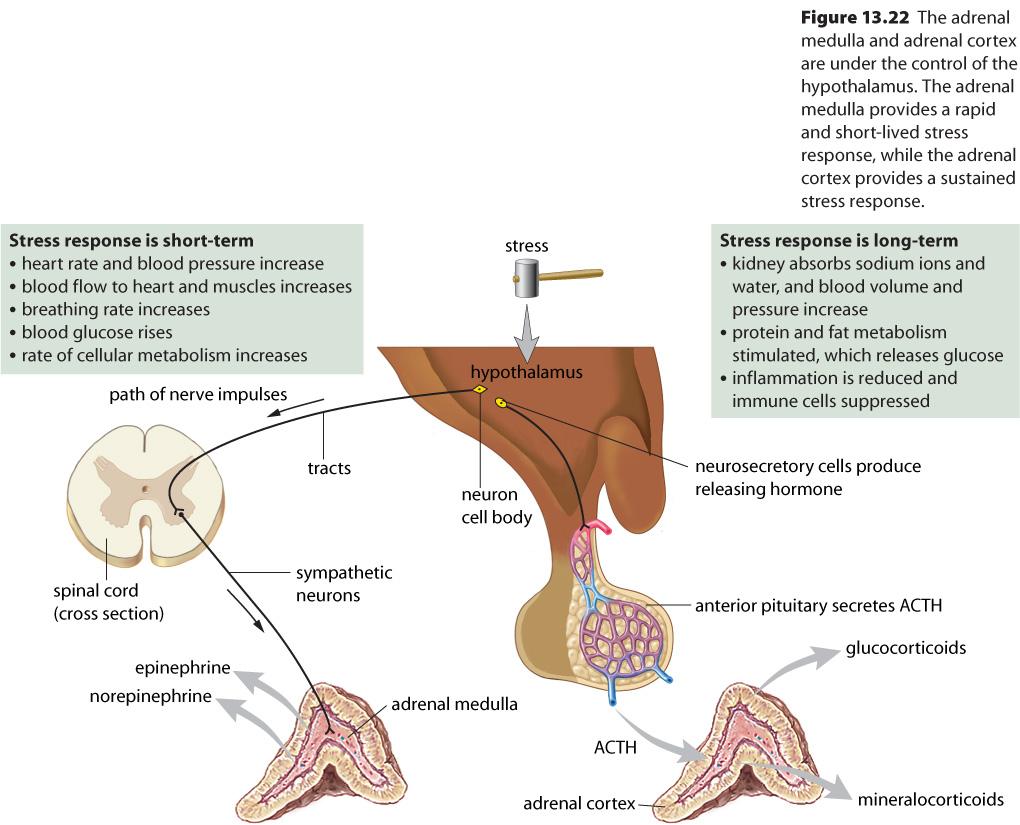Adrenal glands MH: 451 N: 482 Adrenal medulla Short- term response to a fight- or- flight stress Sympathe8c nerves s8mulate the release of Epinephrine Cardiovascular s8mula8on, pupil dila8on,