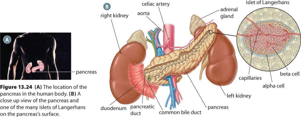 Pancrea8c hormones MH: 456 N: 478 Pancrea8c