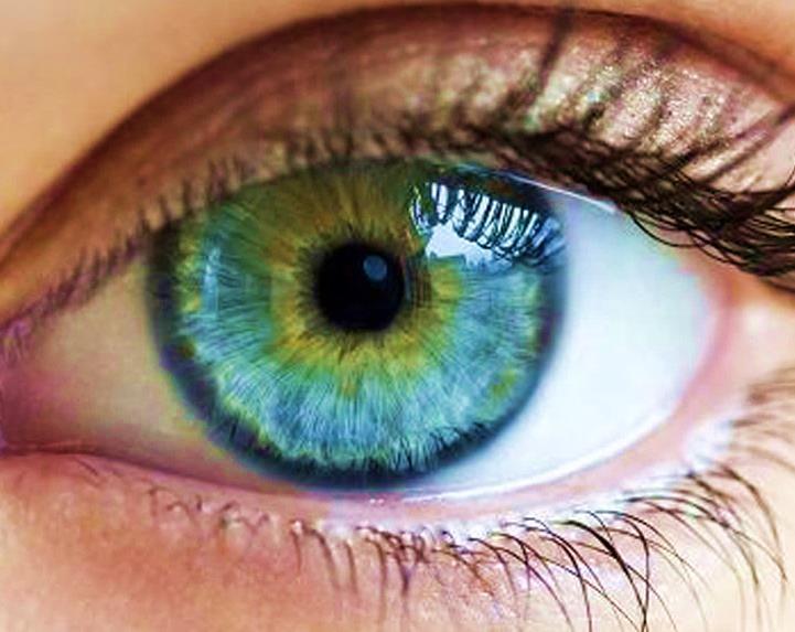 The Iris Reflex Q. How does the eye respond to light?