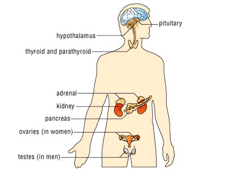 The Endocrine System Where are the following glands and organs in our body? Adrenal Kidney 2. Hypothalamus 1.