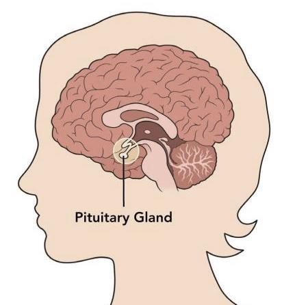 The Pituitary Gland in more detail The pituitary gland is a gland which secretes several into the in response to body conditions.