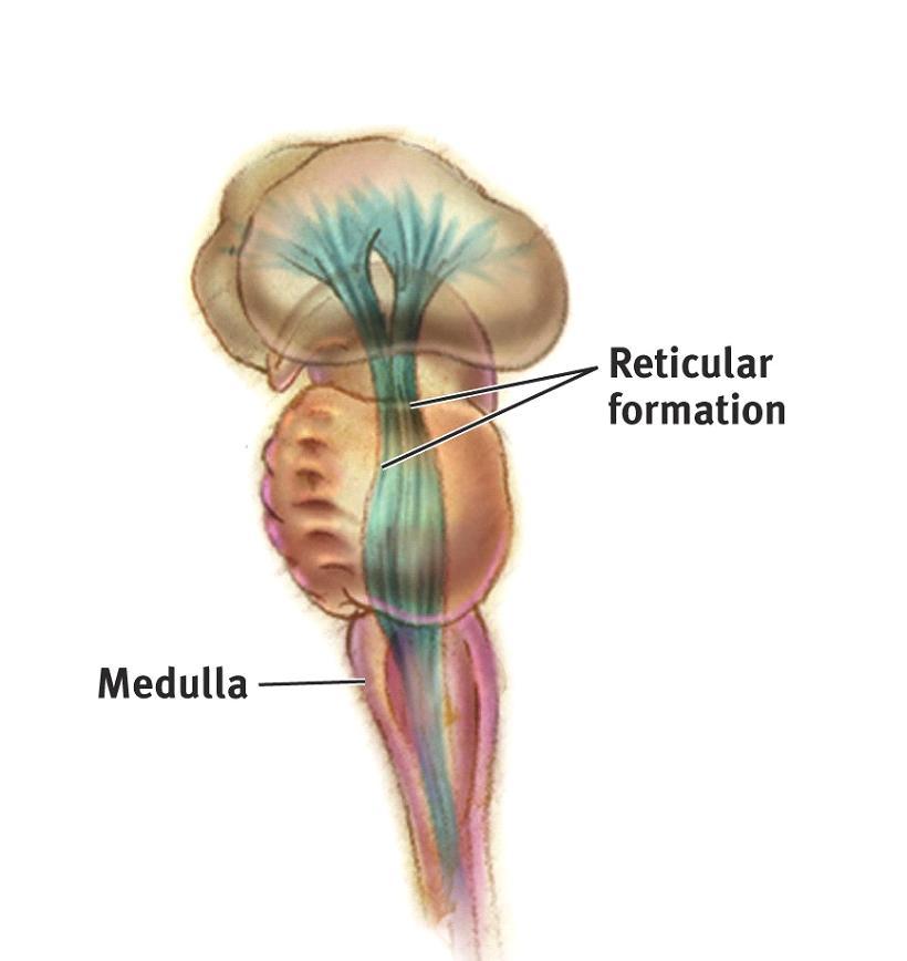Brain Stem: Medulla The medulla is the base of the