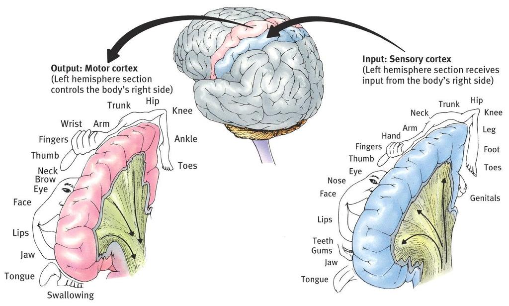 Functions of the Cortex The Motor Cortex is the area at the rear of the frontal lobes that control