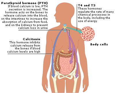 The Thyroid Gland Metabolism and body