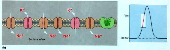 Depolarization = When the membrane stimulated to cause
