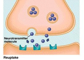 Neurotransmitters in the synaptic cleft can be removed in two ways.