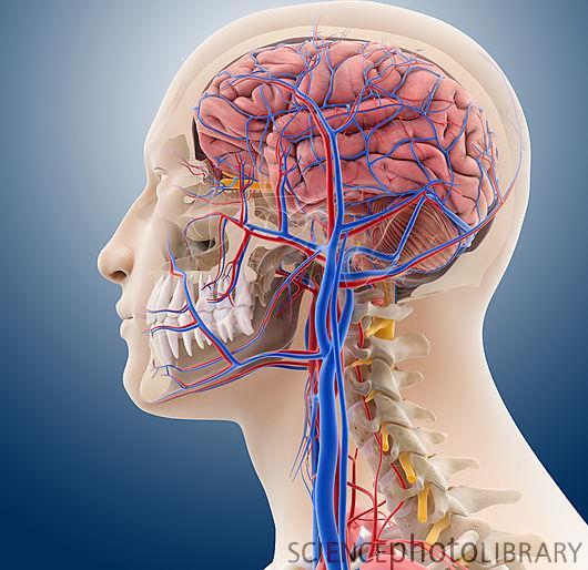 The carotid artery supplies the O2 and nutrients (glucose) to the brain and the jugular vein carries wastes and CO2 away from the brain to the heart.