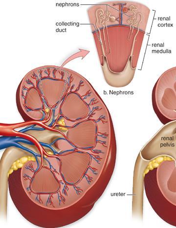 Nephrons = kidney tubules for urine formation The renal artery carries blood high in wastes to the kidney.