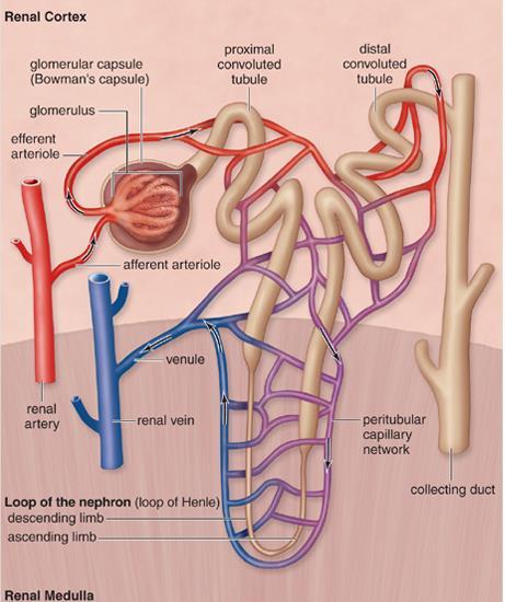 Nephron Anatomy & Urine Formation 1. Pressure Filtration - occurs at the glomerulus where blood is filtered.