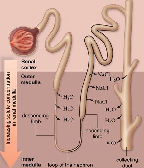 5. Filtrate goes down into the loop of the nephron where it is hypertonic outside the tubule. This causes water to be reabsorbed along the descending limb of the loop 6.