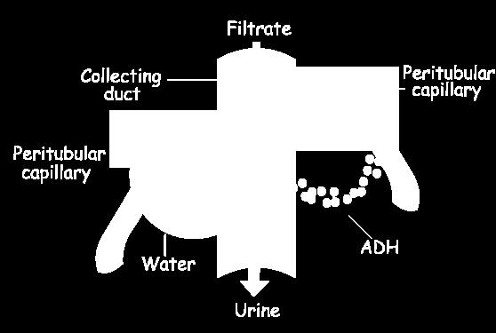 ADH acts on the collecting ducts of the nephrons to increase water reabsorption This increases blood volume and water concentration which is detected by