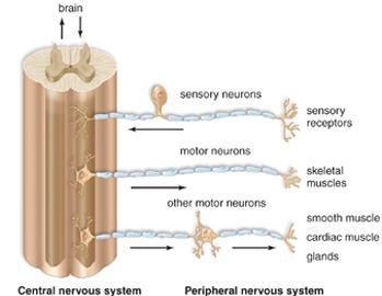 Neurons = 3 Types make up the Nervous System Part of PNS: 1. Sensory neurons carry messages/action potentials towards the CNS 2.