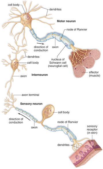The sensory receptor detects changes in the environment and initiates the signal at the sensory neuron dendrite The effector is at the end of the motor neuron and is stimulated by the