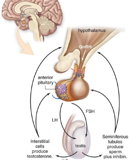 1. Hypothalamus secretes GnRH which stimulates the anterior pituitary 2a. LH is secreted from the anterior pituitary and stimulates the interstitial glands to produce testosterone 3a.