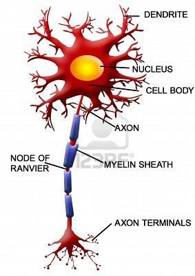 Each neuron consists of three parts 1. Dendrite = carries impulses towards the cell body 2. Cell body = location of the nucleus 3.