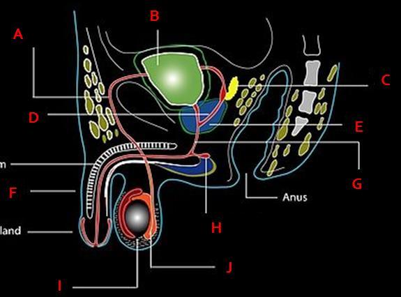 Function Organ of sexual intercourse Stores urine Secretes Fructose into semen Provides and alkaline fluid and prostaglandins to semen Site of sperm maturation and gain ability to swim Site of