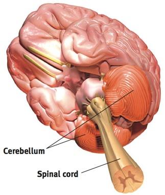 CEREBELLUM THE LITTLE BRAIN AT THE REAR OF THE BRAINSTEM; FUNCTIONS INCLUDE PROCESSING SENSORY INPUT AND COORDINATING MOVEMENT OUTPUT AND BALANCE. HAS 2 WRINKLED HALVES, JUST LIKE OUR BRAIN.
