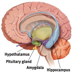 LIMBIC SYSTEM DOUGHNUT- SHAPED NEURAL SYSTEM (INCLUDING THE HIPPOCAMPUS, AMYGDALA, AND HYPOTHALAMUS) LOCATED BELOW THE CEREBRAL HEMISPHERES;