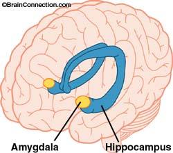 AMYGDALA TWO LIMA BEAN-SIZED NEURAL CLUSTERS IN THE LIMBIC SYSTEM; LINKED TO EMOTION.