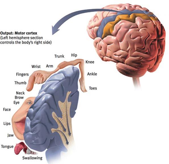 MOTOR CORTEX AN AREA AT THE REAR OF THE FRONTAL LOBES THAT CONTROLS VOLUNTARY MOVEMENTS. USED IN PROSTHETIC LIMB CONTROL.