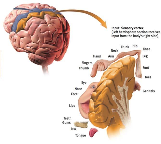 SENSORY CORTEX AREA AT THE FRONT OF THE PARIETAL LOBES THAT REGISTERS AND PROCESSES BODY TOUCH AND