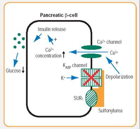 Insulin Secretagogues - Sulphonylureas Stimulate insulin release from the Pancreatic β-cells by binding to ATP-dependent K channels.
