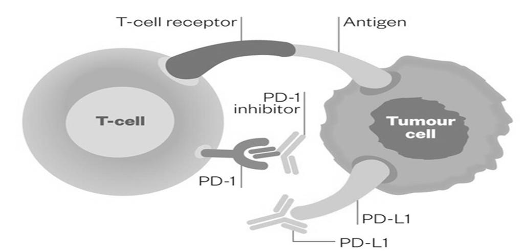 Programmed Death Pathway The Pharmaceutical Journal 18 Nov 2014 Programmed Death Pathway Tidbits Programmed Death Receptor Abbreviation Role Location Role PD 1 Immunoinhibitory receptor T cells B