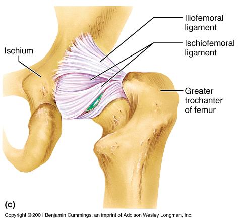 Hip Joint: