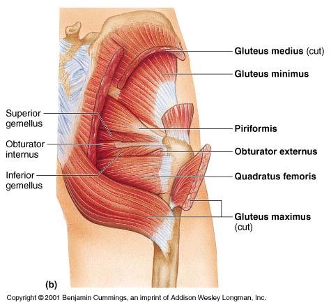 Gluteal