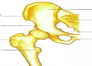 Bone Anatomy Iliac fossa #Greater Trochanter Trochanteric Fossa Gluteal line Linea Aspera