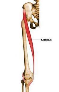 Main Hip Region Sartorius, Flexion, Abduction,