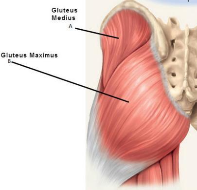 Main Hip Region Gluteus Medius Abduction, Anterior-Flexion & Internal rotation