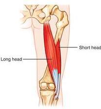 Main Hip Region Biceps Femoris (long/short head), Extension, Adduction, External