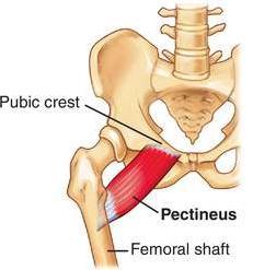 Main Hip Region Pectineus, Flexion, Adduction, External