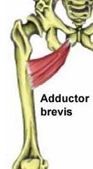 Main Hip Region Adductor Brevis, Adduction, Flexion