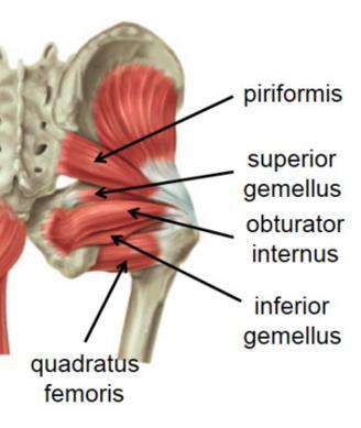Main Hip Region Internal/External Obturator, External