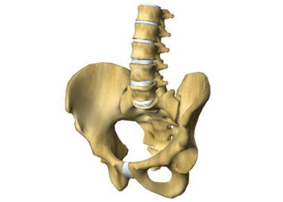 Movements of the pelvis region# Pelvis Anterior rotation (tilt) Bilateral Posterior rotation (tilt) Bilateral Right Transverse rotation, unilateral Left Transverse rotation, unilateral Right