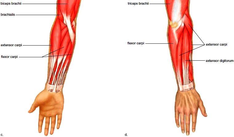 Flexors are on the medial/anterior side of the forearm