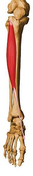 O = condyles of tibia I = tarsals and
