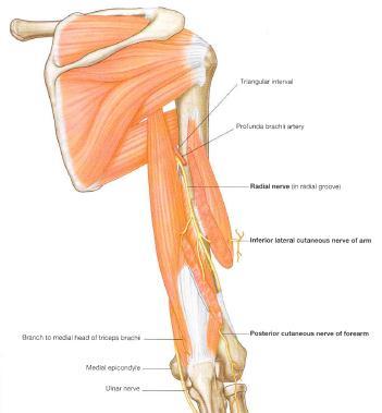 Triceps brachii Attachments: Arises from THREE heads LH- Infraglenoid tubercle Innervation: Radial nerve MH-Medial aspect of the posterior humeral shaft below the spiral groove LH- Lateral aspect