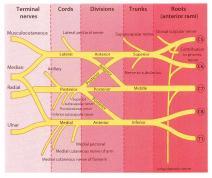 Nerve Pathways of the Upper Arm All of the tissues of the upper limb are innervated by