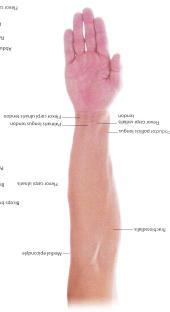 BASILIC (medially) veins.