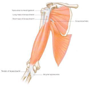 Biceps brachii Attachments: LH Supraglenoid tubercle of the glenoid fossa SH: Coracoid process.