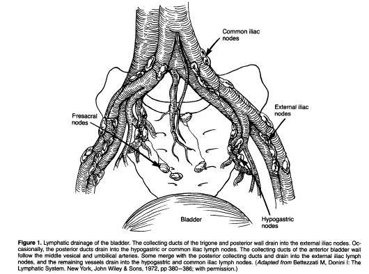 Is there a stage benefit in performing an extended lymph node dissection during
