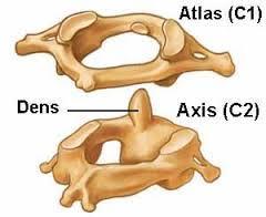 broader from side to side than from front to back ; there are small synovial joints on each side. 4- the vertebral foramen is large & triangular in shape.