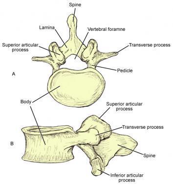 those of the inferior articular processes face laterally. 7- The lumbar vertebrae have no facets for articulation with ribs & no foramina in the transverse processes.