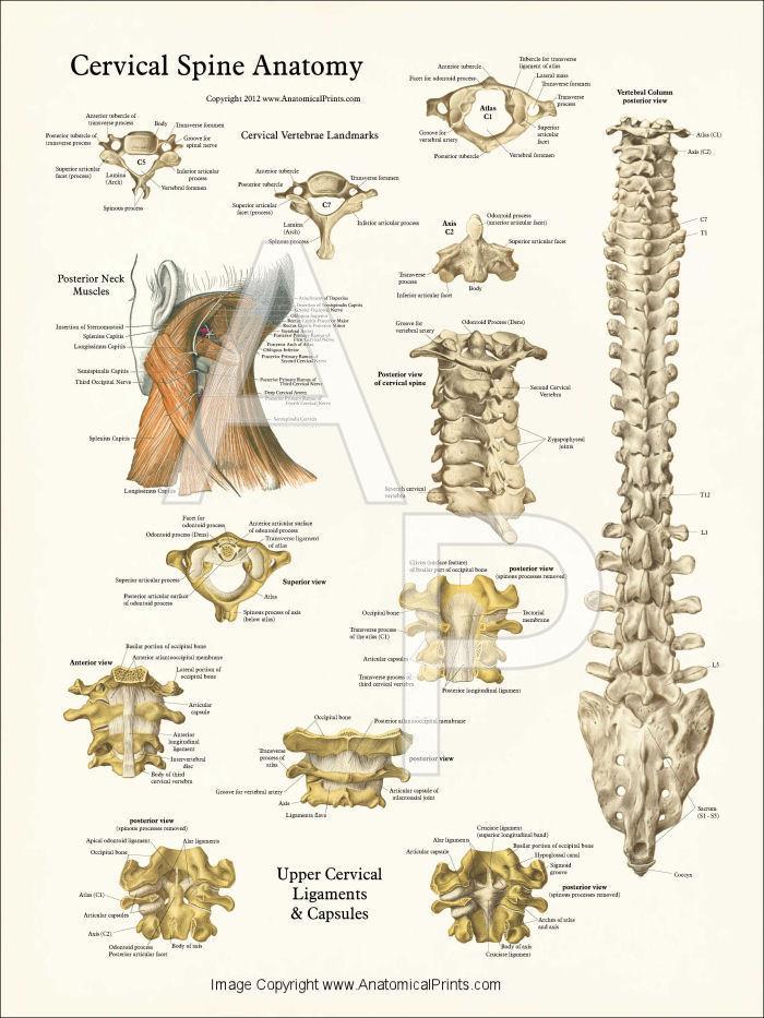 incompletely fused, with the second vertebra. Intervertebral discs The intervertebral discs are responsible for one-quarter of the length of the vertebral column.