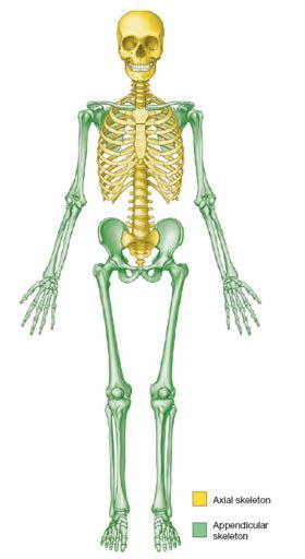 5.1: Vertebral column & back. Overview. Bones o vertebral column. o typical vertebra. o vertebral canal. o spinal nerves. Joints o Intervertebral disc. o Zygapophyseal (facet) joint.